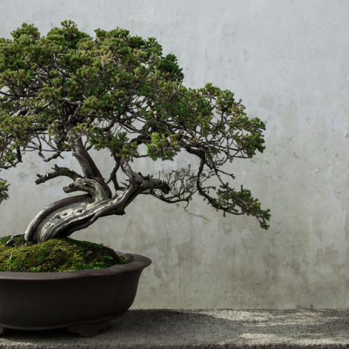 Cultivating Resilience in a High-Stress World: Strategies and Insights